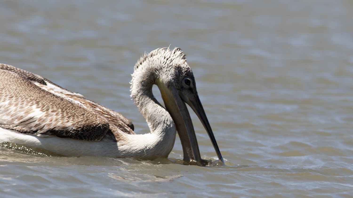 Dalmatian Pelican